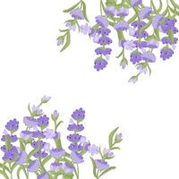 Decorative frame of lavender flowers for your design. Vector illustration isolated on white background.