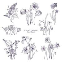 Set of gorgeous botanical drawings of spring flowers - tulip, lilac, narcissus, forget-me-not, crocus, lily of the valley, iris, snowdrop. Blooming plants hand drawn with lines. illustration vector