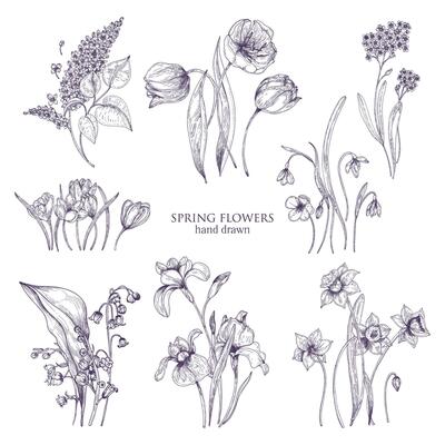 Set of gorgeous botanical drawings of spring flowers - tulip, lilac, narcissus, forget-me-not, crocus, lily of the valley, iris, snowdrop. Blooming plants hand drawn with lines. illustration