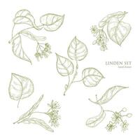 Realistic natural drawings of linden leaves and beautiful tender flowers. Parts of blooming tree hand drawn with contour lines, view from different angles. Gorgeous floral vector illustration.