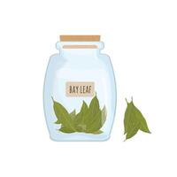 Dried bay leaves stored in clear jar isolated on white background. Piquant condiment with pungent smell, food spice, cooking ingredient in transparent kitchen container. Colored vector illustration.