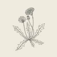 elegante contorno dibujo de diente de león planta con flor, semilla cabeza y brote creciente en vástago y hojas. hermosa flor silvestre mano dibujado en Clásico estilo. monocromo botánico vector ilustración.