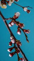 Zeit Ablauf von das blühen von Weiß Blütenblätter von ein Aprikose Blume auf Blau Hintergrund. Frühling Zeit Ablauf von Öffnung schön Blumen auf Geäst Aprikose Baum. Makro Schuss, Vertikale Filmaufnahme. video