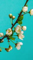 Time lapse of Spring flowers opening. Beautiful Spring apple-tree blossom open. White flowers bloom on blue background. Macro shot, vertical footage. video