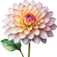 AI generated Watercolor painting of a Pompon Dahlia flower. png