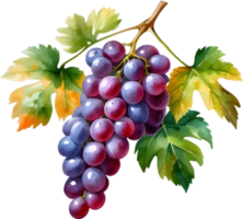 AI generated Watercolor painting of a Grapes fruit. png