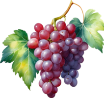 ai généré aquarelle La peinture de une les raisins fruit. png