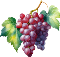 AI generated Watercolor painting of a Grapes fruit. png