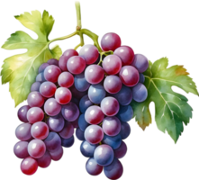 AI generated Watercolor painting of a Grapes fruit. png