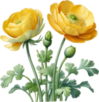 AI generated Watercolor painting of a Ranunculus flower. png