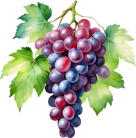 AI generated Watercolor painting of a Grapes fruit. png