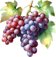 AI generated Watercolor painting of a Grapes fruit. png