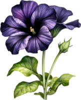 ai gegenereerd waterverf schilderij van een petunia zwart fluweel bloem. png