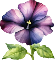 AI generated Watercolor painting of a Petunia Black Velvet flower. png
