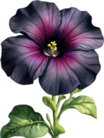 ai generado acuarela pintura de un petunia negro terciopelo flor. png