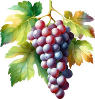 AI generated Watercolor painting of a Grapes fruit. png