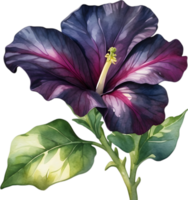 AI generated Watercolor painting of a Petunia Black Velvet flower. png