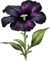 ai generiert Aquarell Gemälde von ein Petunie schwarz Samt Blume. png