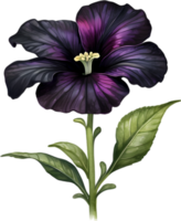 ai gerado aguarela pintura do uma petúnia Preto veludo flor. png