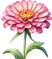 ai genererad vattenfärg målning av en zinnia blomma. png