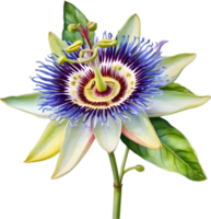 AI generated Watercolor painting of a Passion Flower. png