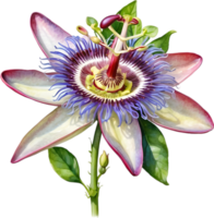 AI generated Watercolor painting of a Passion Flower. png