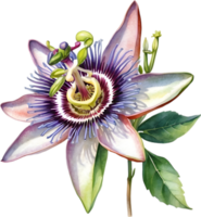 AI generated Watercolor painting of a Passion Flower. png