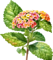 AI generated Watercolor painting of a Lantana flower. png