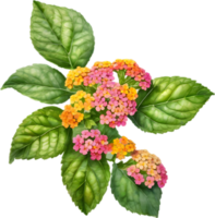 AI generated Watercolor painting of a Lantana flower. png