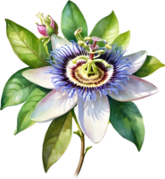 AI generated Watercolor painting of a Passion Flower. png
