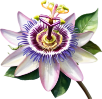 AI generated Watercolor painting of a Passion Flower. png