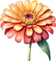 ai gegenereerd waterverf schilderij van een zinnia bloem. png