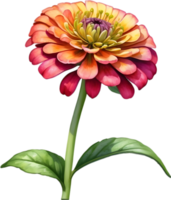 AI generated Watercolor painting of a Zinnia flower. png
