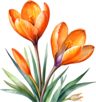 AI generated Watercolor painting of a Saffron Crocus flower. png