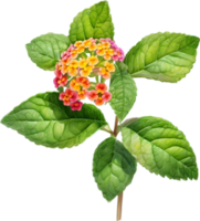 ai generado acuarela pintura de un lantana flor. png