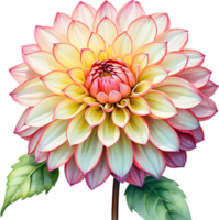 AI generated Watercolor painting of a Pompon Dahlia flower. png