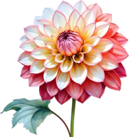 AI generated Watercolor painting of a Pompon Dahlia flower. png