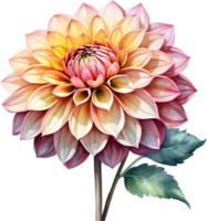 AI generated Watercolor painting of a Pompon Dahlia flower. png