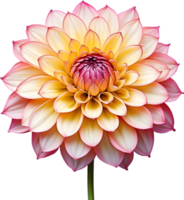 AI generated Watercolor painting of a Pompon Dahlia flower. png