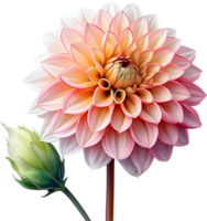 AI generated Watercolor painting of a Pompon Dahlia flower. png