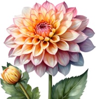 AI generated Watercolor painting of a Pompon Dahlia flower. png