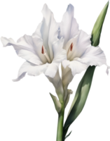 AI generated Watercolor painting of a Gladiolus flower. png