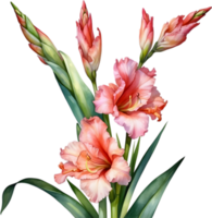 ai generiert Aquarell Gemälde von ein Gladiole Blume. png