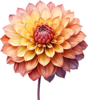 AI generated Watercolor painting of a Pompon Dahlia flower. png