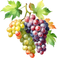 AI generated Watercolor painting of a Grapes fruit. png