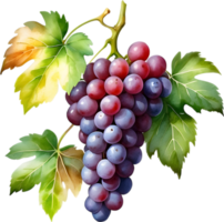 AI generated Watercolor painting of a Grapes fruit. png