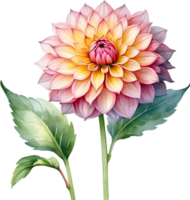 ai generiert Aquarell Gemälde von ein Pompon Dahlie Blume. png