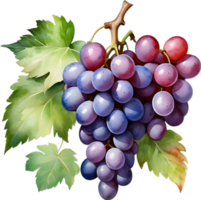 AI generated Watercolor painting of a Grapes fruit. png