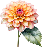 AI generated Watercolor painting of a Pompon Dahlia flower. png