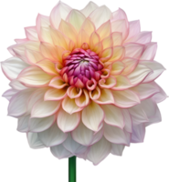 AI generated Watercolor painting of a Pompon Dahlia flower. png